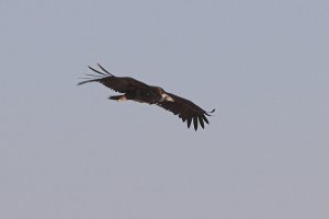 Black Vulture [Cinereous Vulture] (Aegypius monachus)