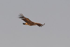 Griffon Vulture [Eurasian Griffon] (Gyps fulvus)