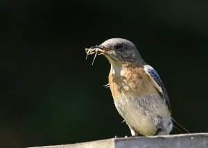 Eastern Bluebird-Female