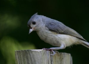 Tufted titmouse