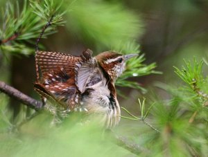 Carolina Wren