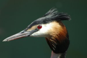 Close-up of Great Crested Grebe