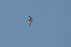 Pallid Swift (Apus pallidus)