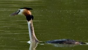 Crested Greebe