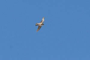 Crag Martin (Ptyonoprogne rupestris