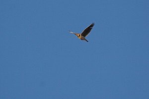 Calandra Lark (Melanocorypha calandra)