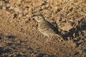 Short-toed Lark [Greater Short-toed Lark] (Calandrella brachydactyla)