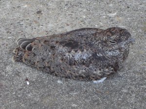 Juvenile Nighthawk