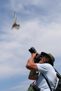 Photographing Terns