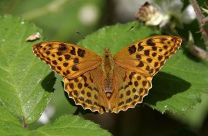 Silver-washed Fritillary, Female