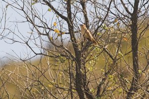 Rufous Bush Robin [Rufous Bushchat, Rufous-tailed Scrub Robin] (Cercotricha