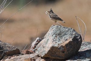 Thekla Lark (Galerida theklae)