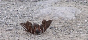 Sparrow Crash-Landing