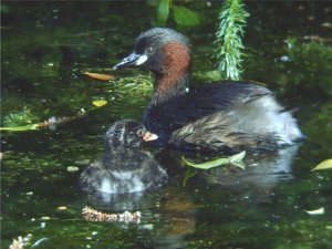 Little grebes