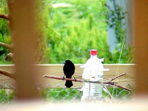 Male Redwing Blackbird between displays
