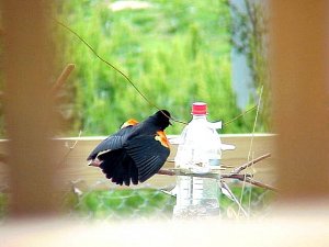 Male Redwing Blackbird display