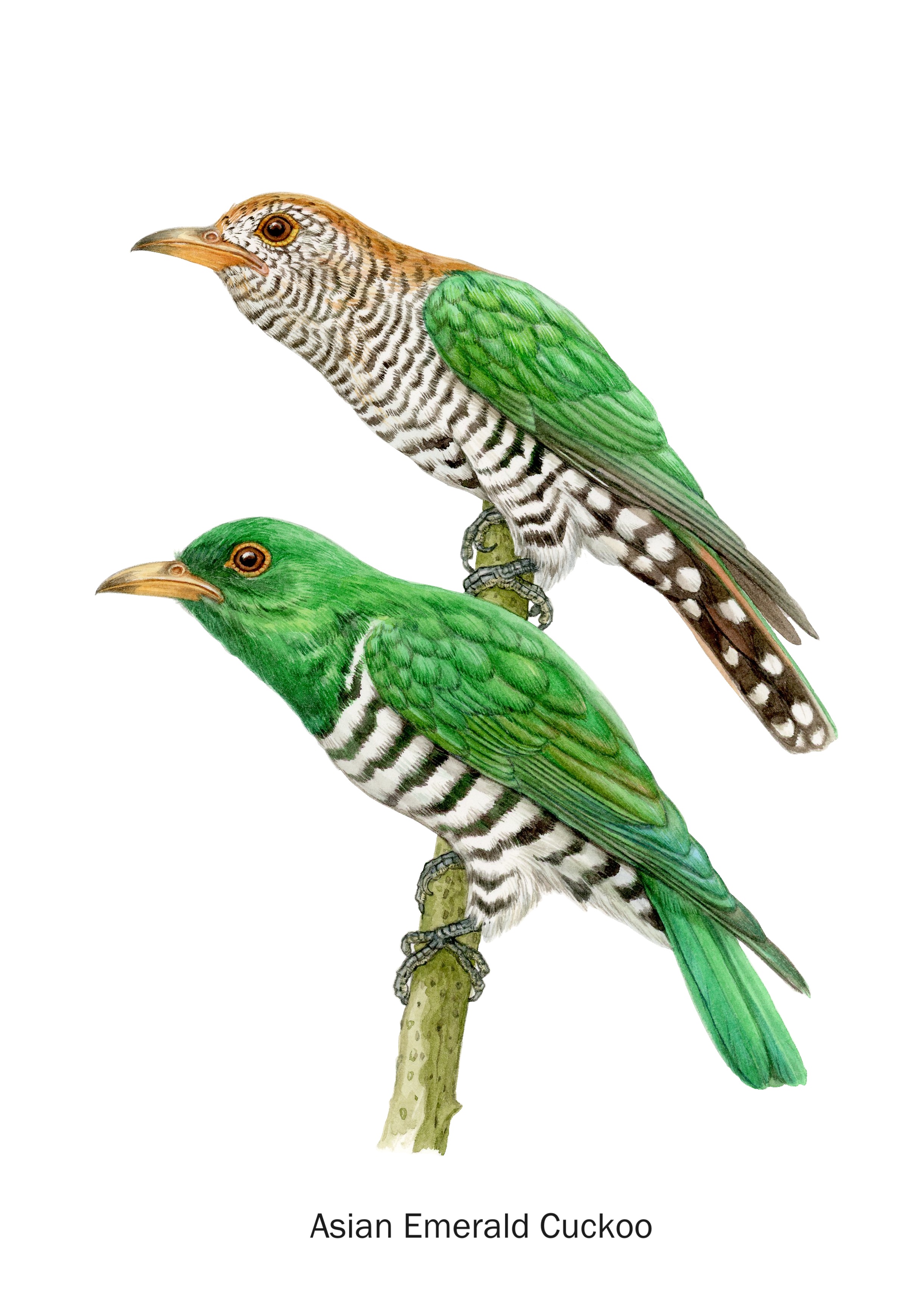 29,17 Asian Emerald Cuckoo.jpg