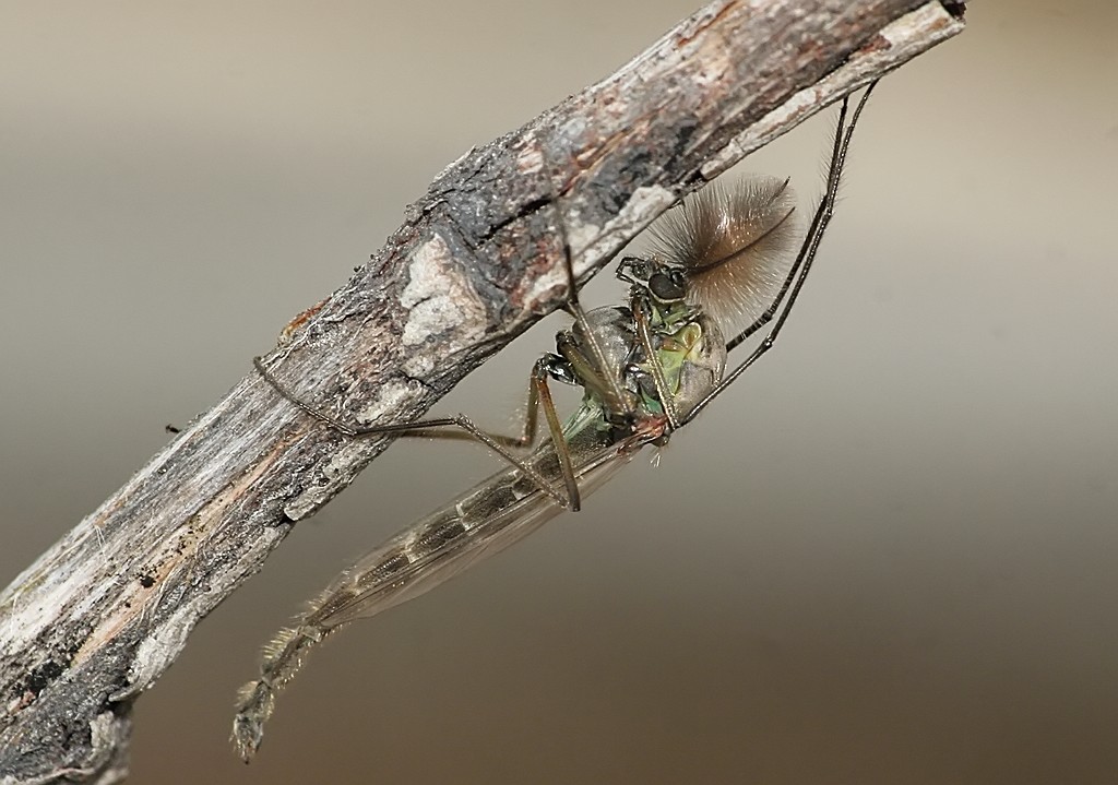 a Chironomid Midge