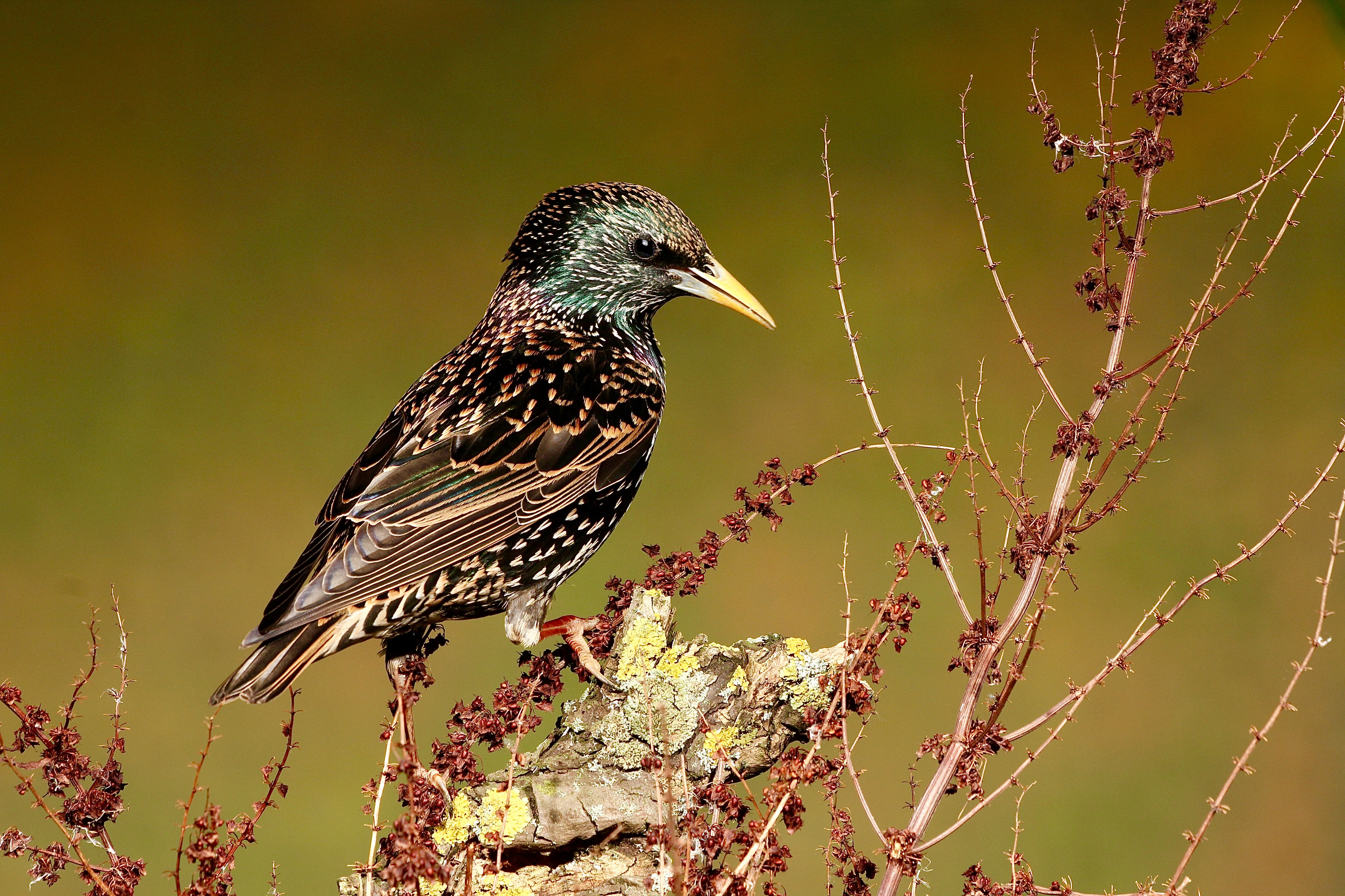 A darling of a Starling.
