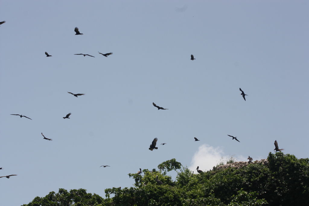 A day in Jurassic Park  - Vultures, Frigates and Pelicans