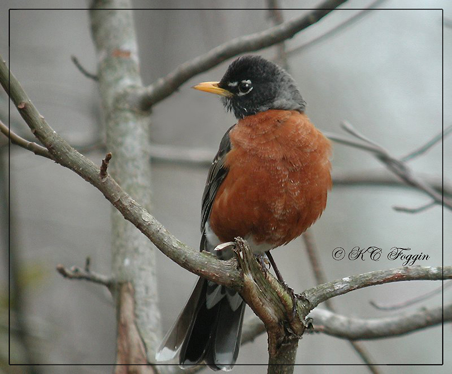 A little color on a gray day