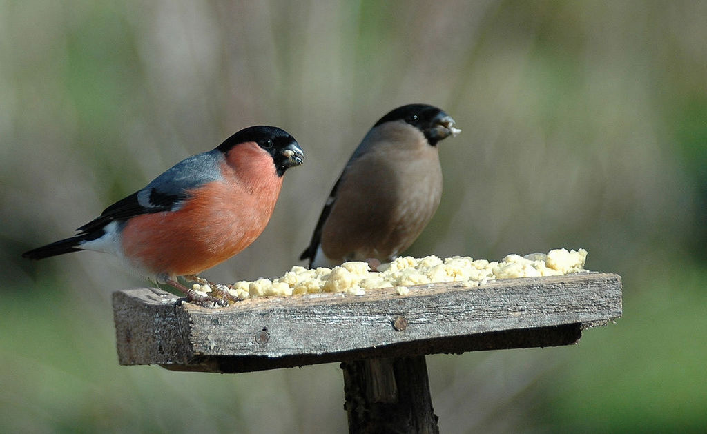 A Lovely Couple Birders !!