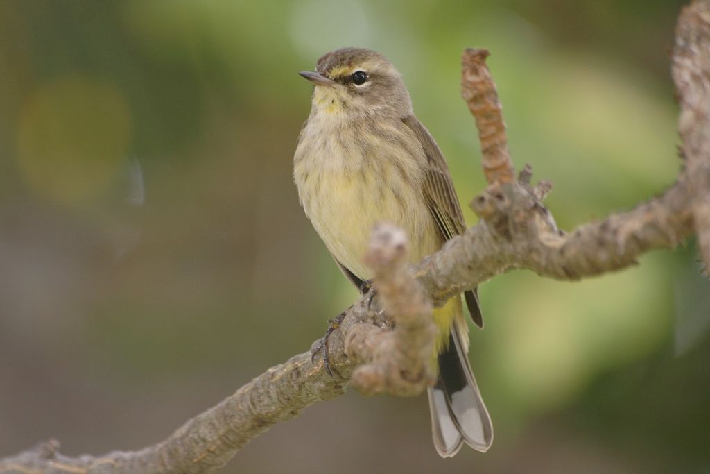 a palm warbler male