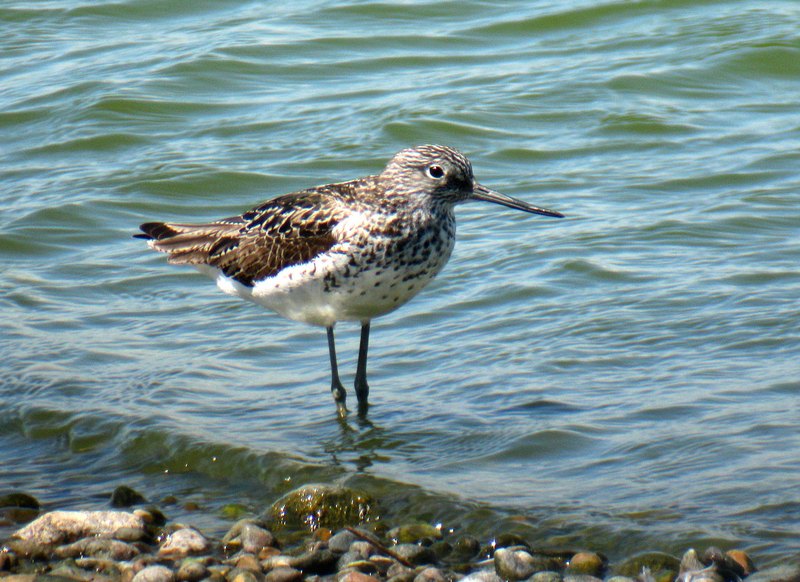 A Passing Greenshank