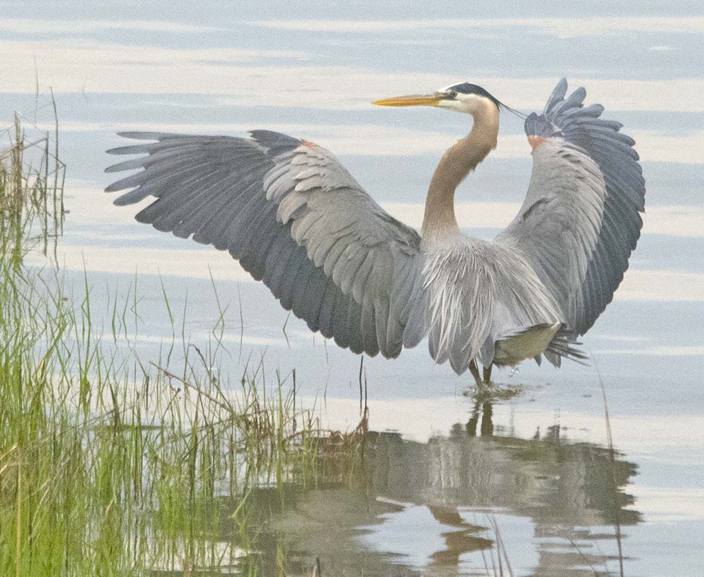 A Stretch in The Marsh.