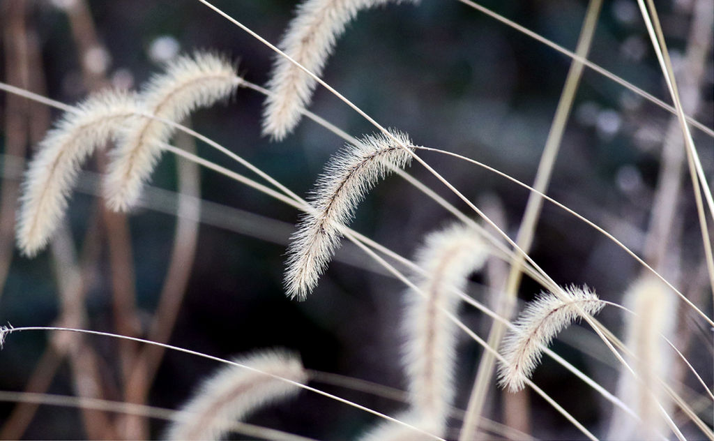 A Wisp of Winter