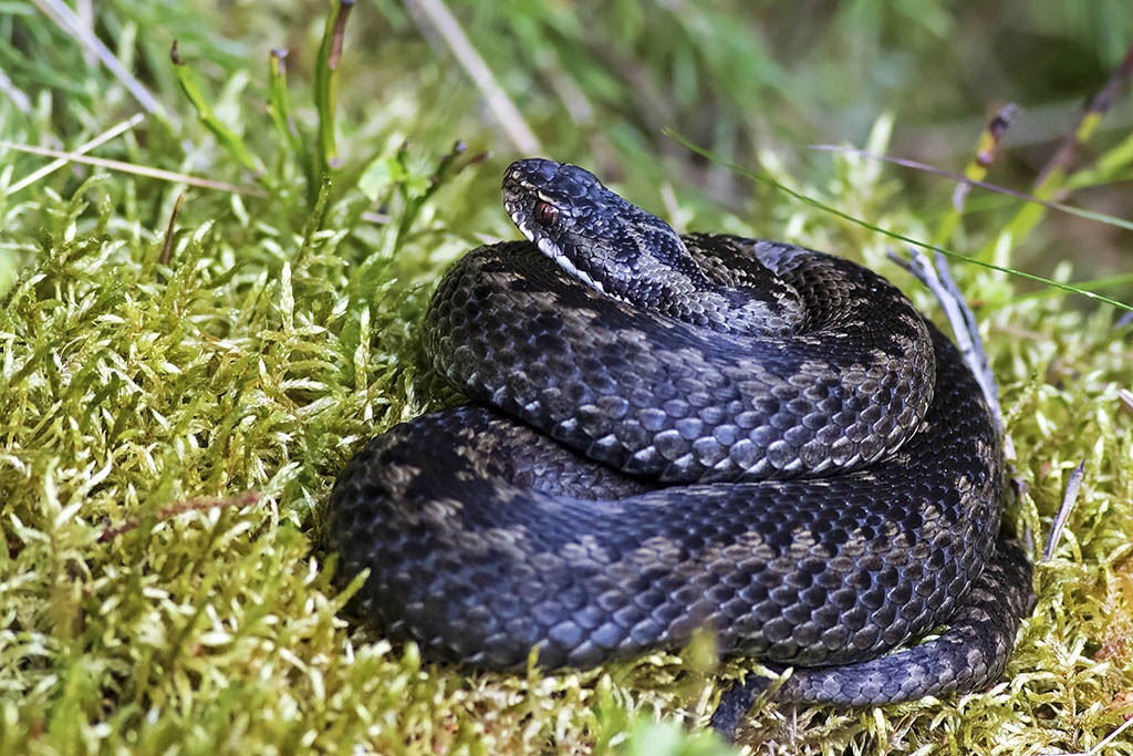 Adder coiled