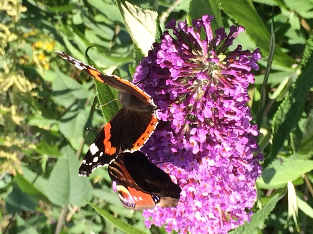 Admiral Butterflies