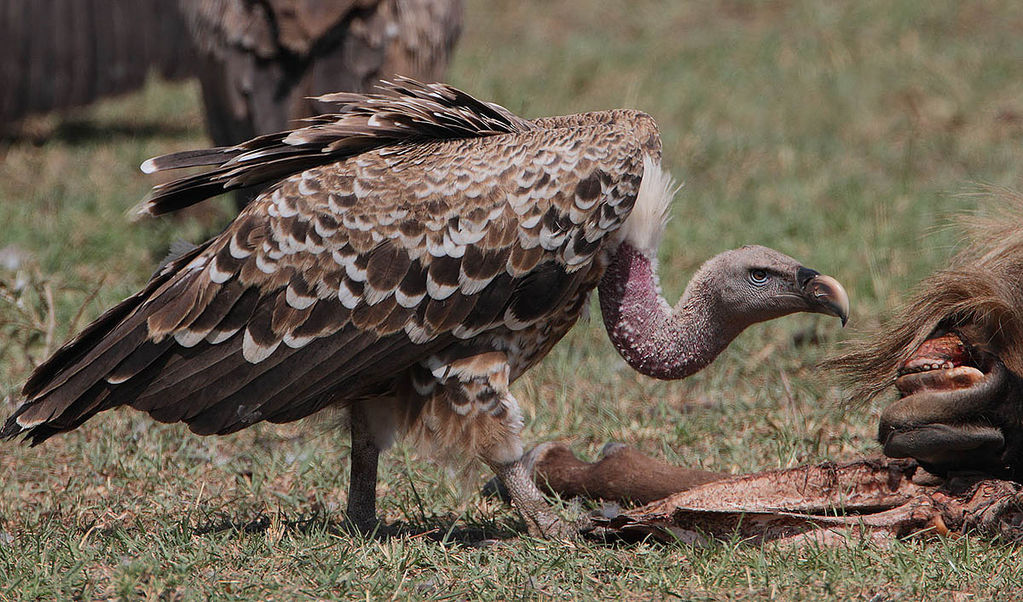 Adult Rppell's Vulture feeding