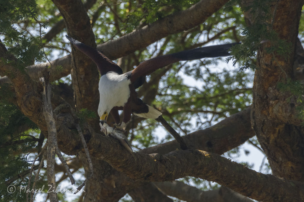 african fish eagle eating on the tree