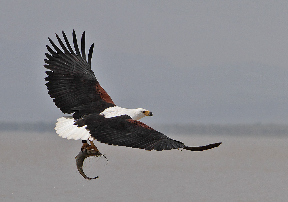 African Fish Eagle with catfish