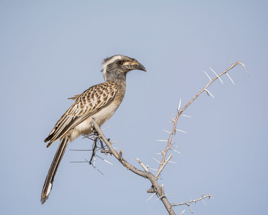 African Grey Hornbill