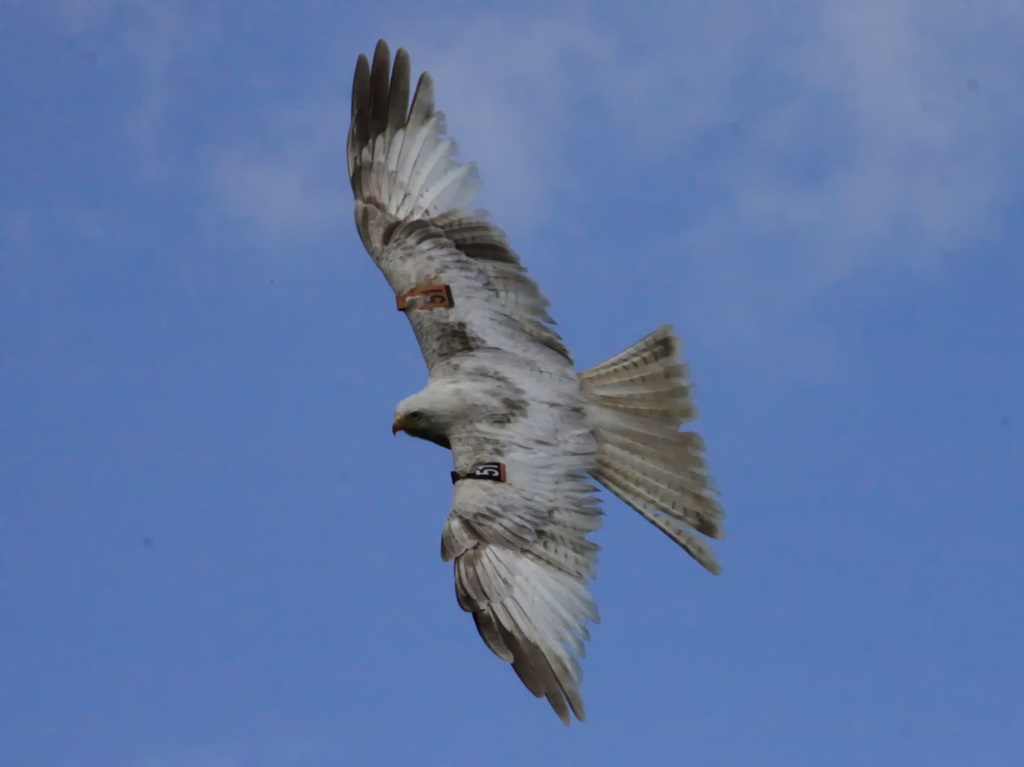 Albino Red Kite