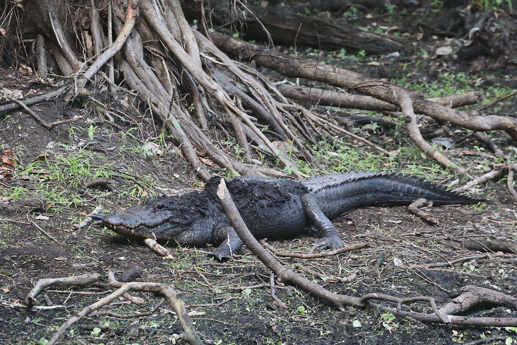 Alligator