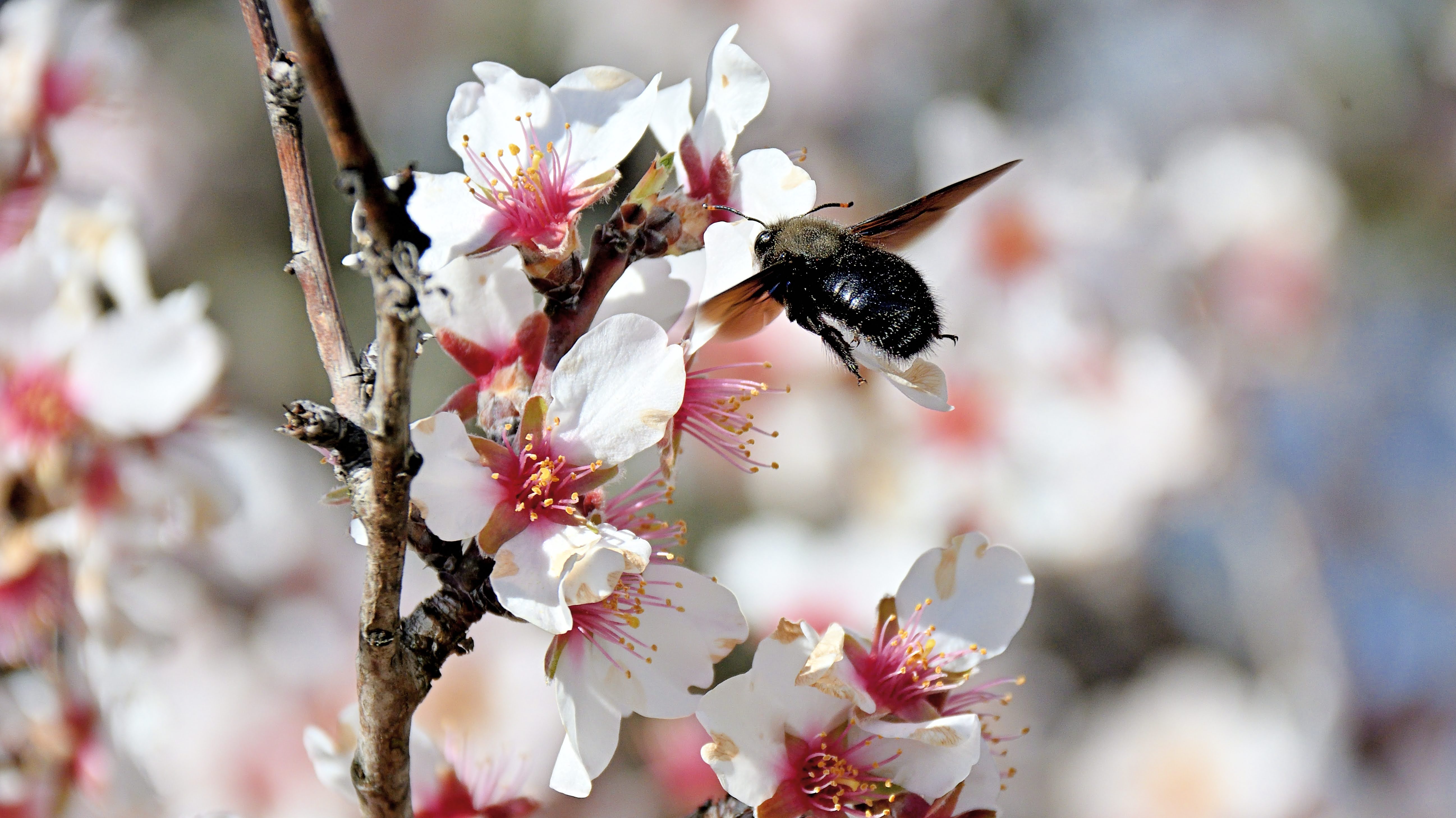 Almond in blossom. Xylocopa violaceaa