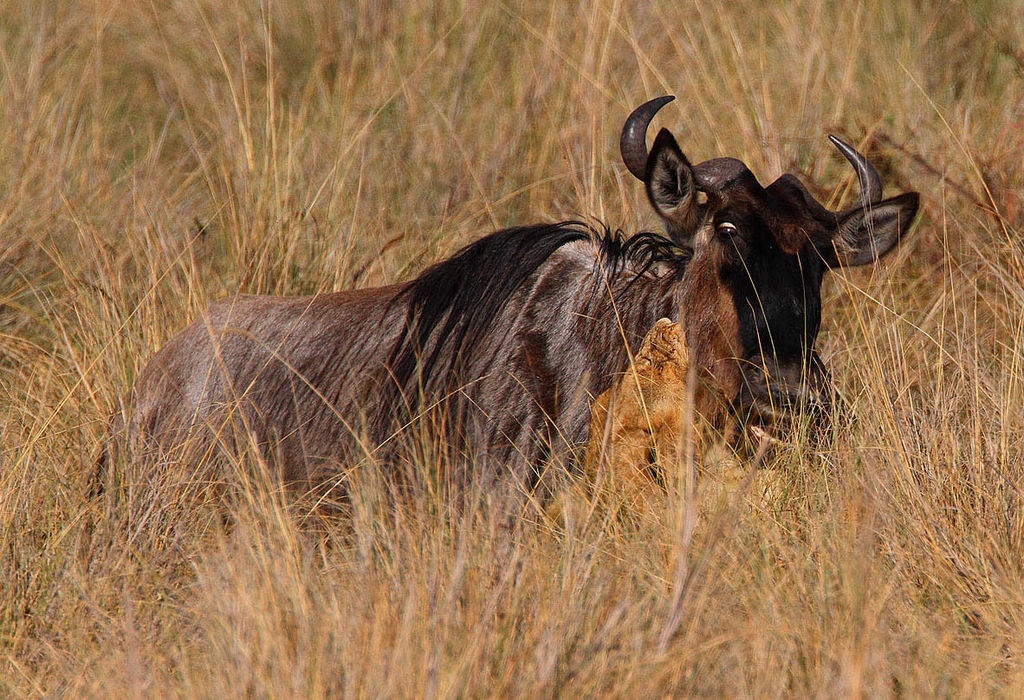 Ambush in the long grass!