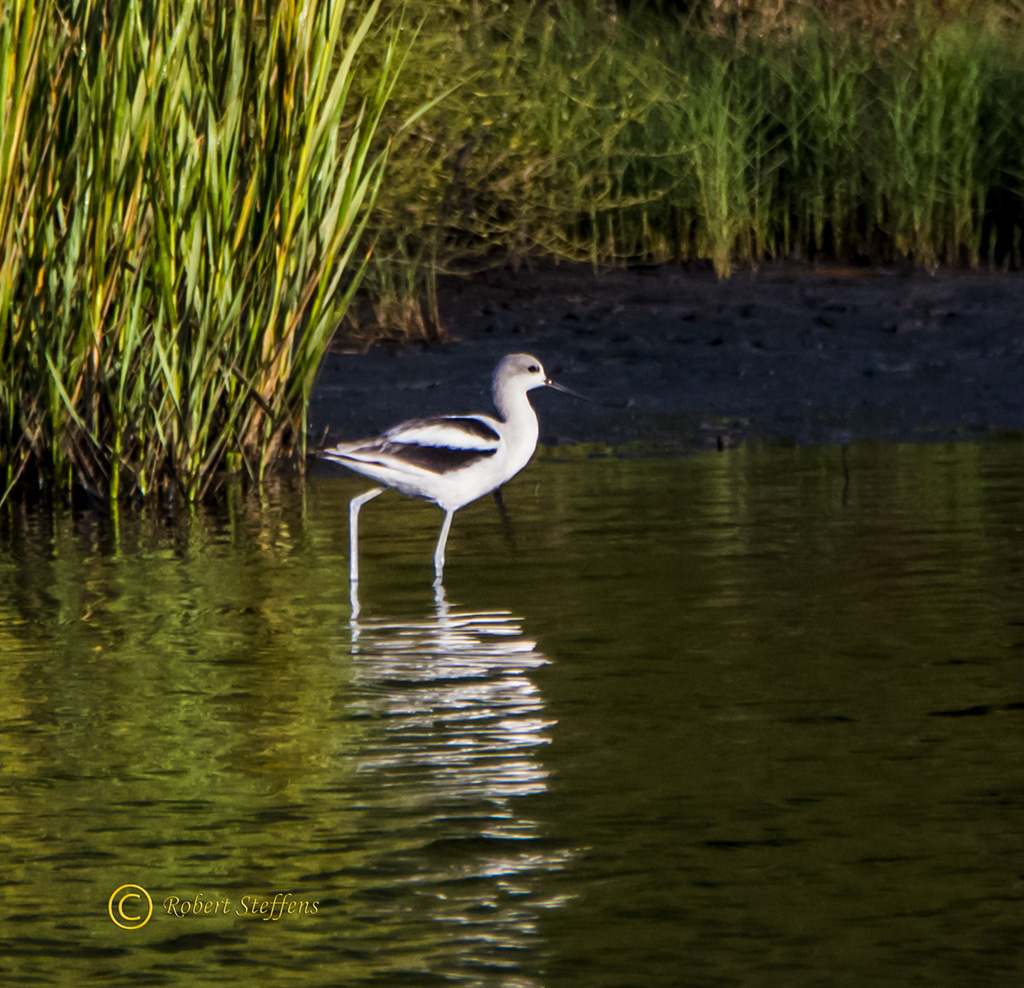 American Avocet