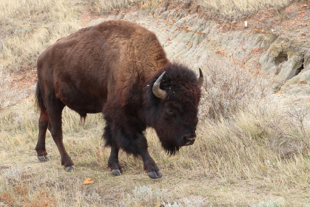 American Bison