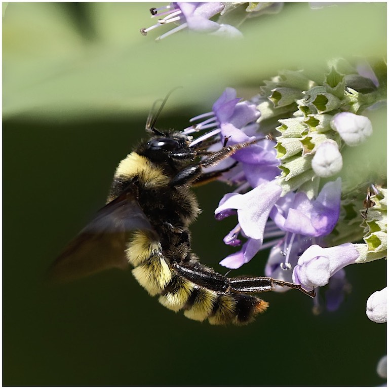 American Bumblebee (male)