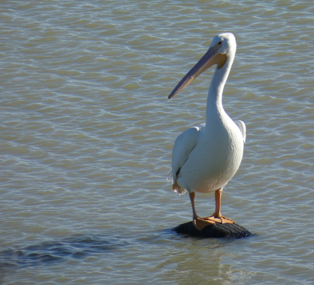 American white pelican