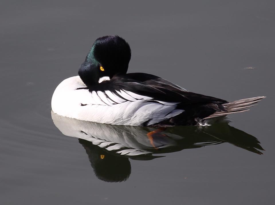 An uncommonly handsome Common Goldeneye