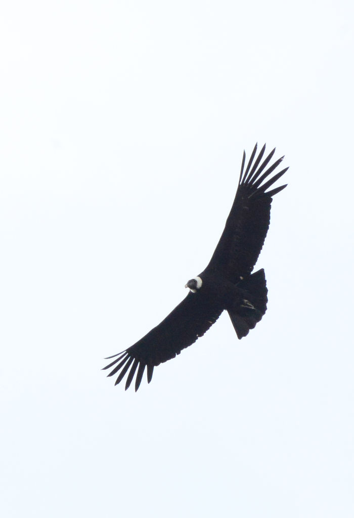 Andean Condor