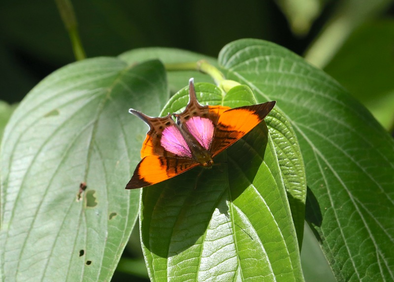 Andean Daggerwing --- Marpesia marcella