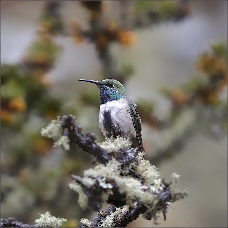 Andean Hillstar (male)