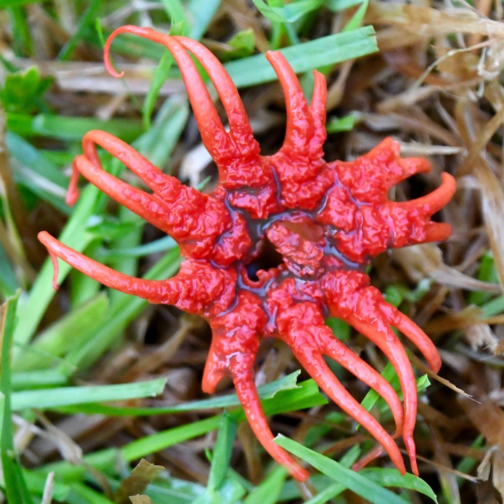 anemone stinkhorn