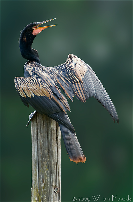 Anhinga 2